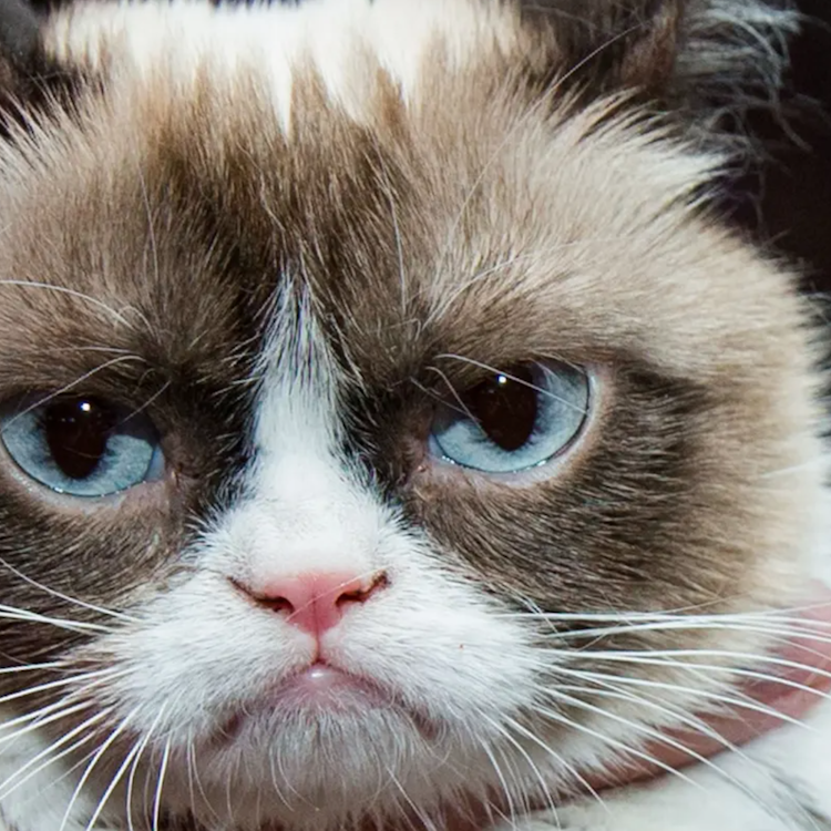 Grumpy cat Tuna